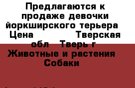 Предлагаются к продаже девочки йоркширского терьера › Цена ­ 15 000 - Тверская обл., Тверь г. Животные и растения » Собаки   
